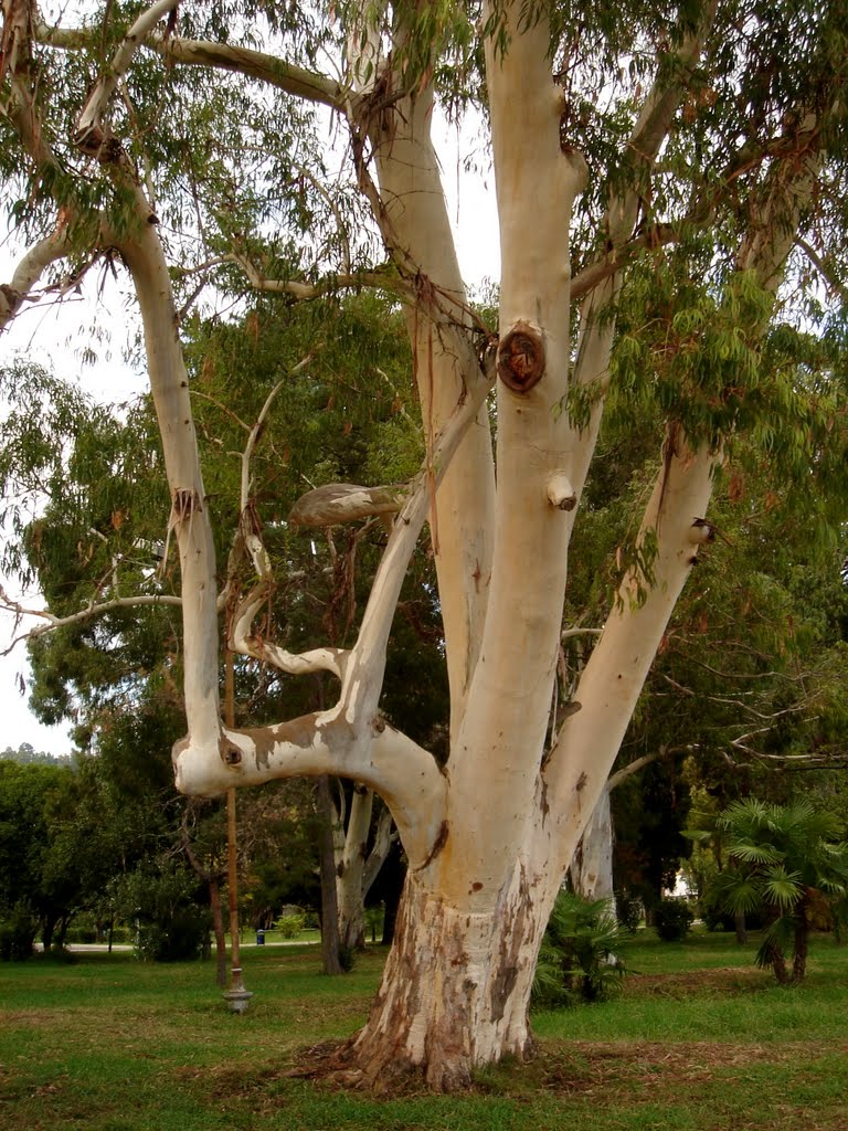 Eucalyptus / ευκάλυπτος / эвкалипт