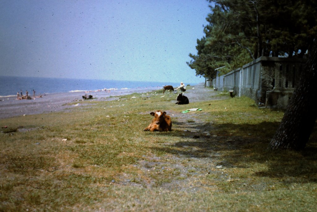Beach Kobuleti (1985)