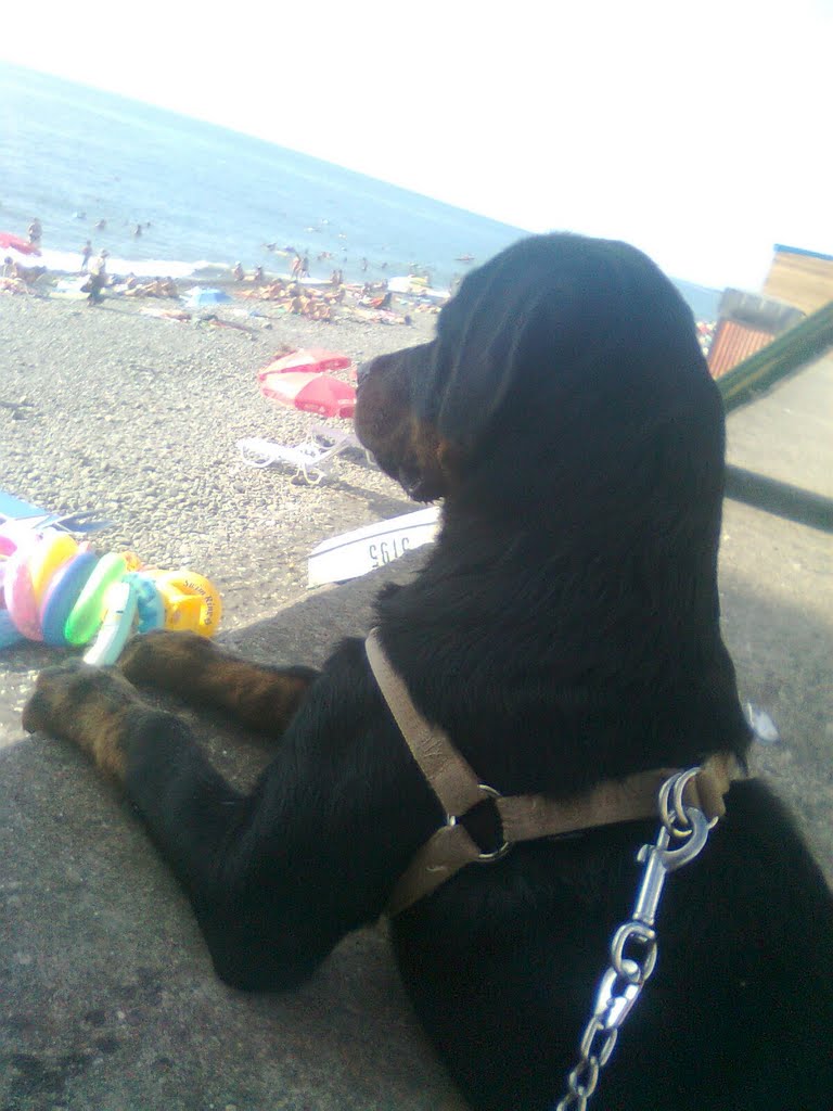 rottweiler kobuleti