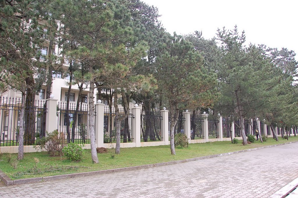 Pine-trees near the Georgia Palace Hotel, kobuleti