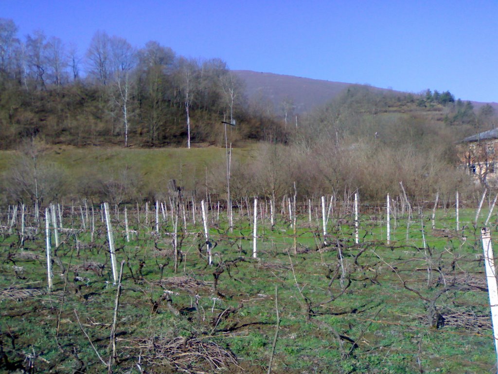 Krikhi, Venaxi