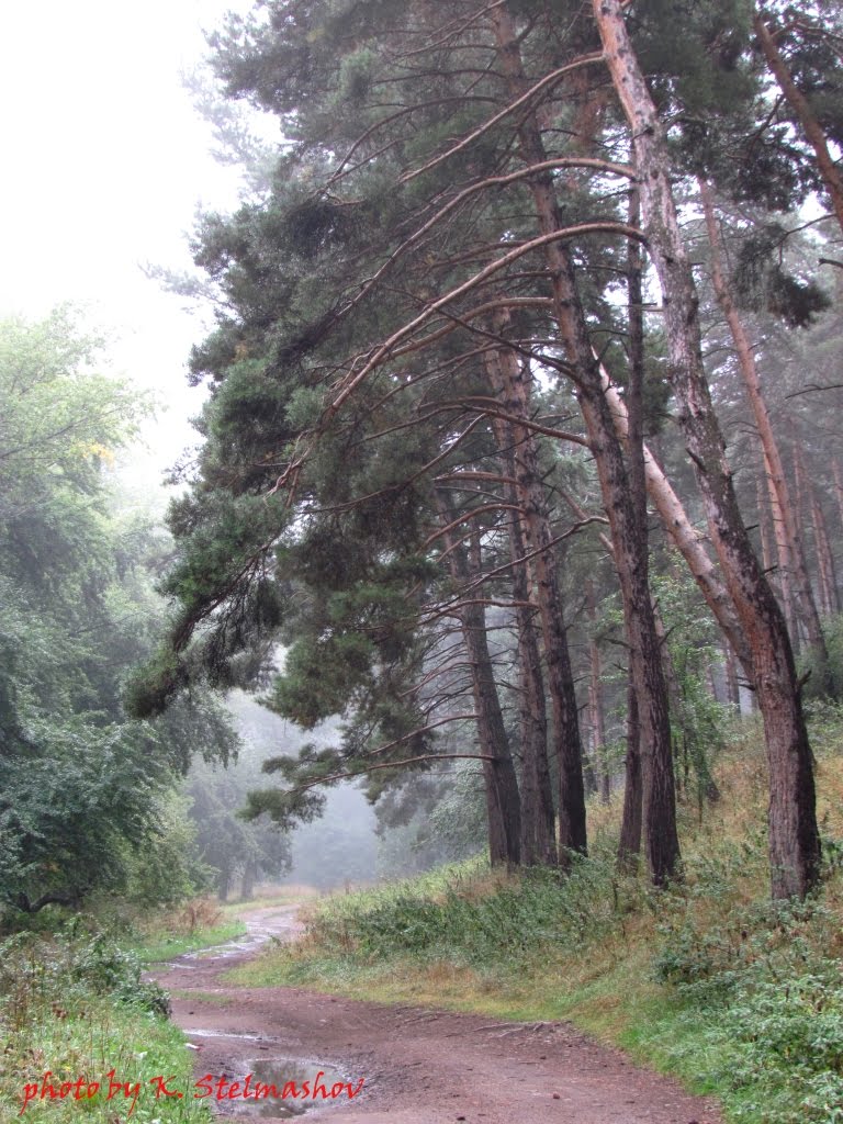 tashvanka
