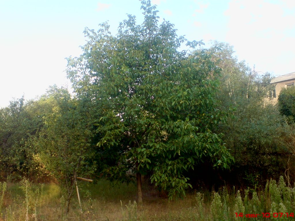 axalcixe
