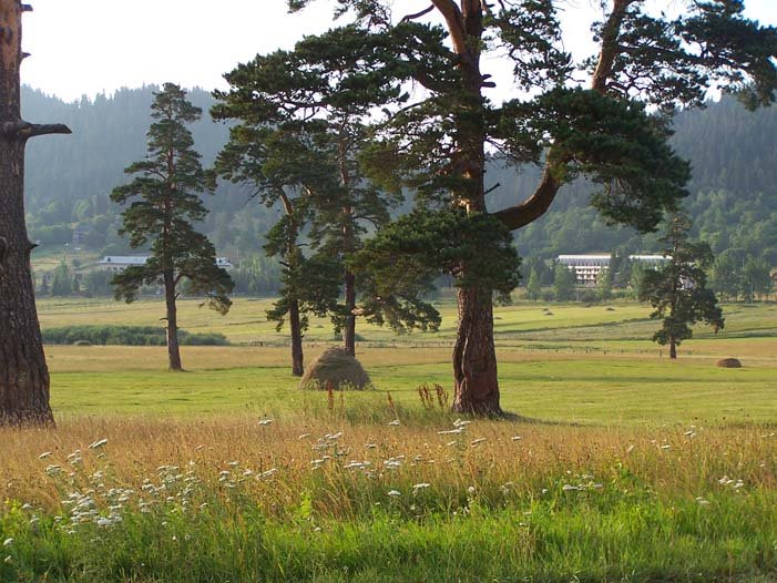 Bakuriani,  "Mziuri veli ".