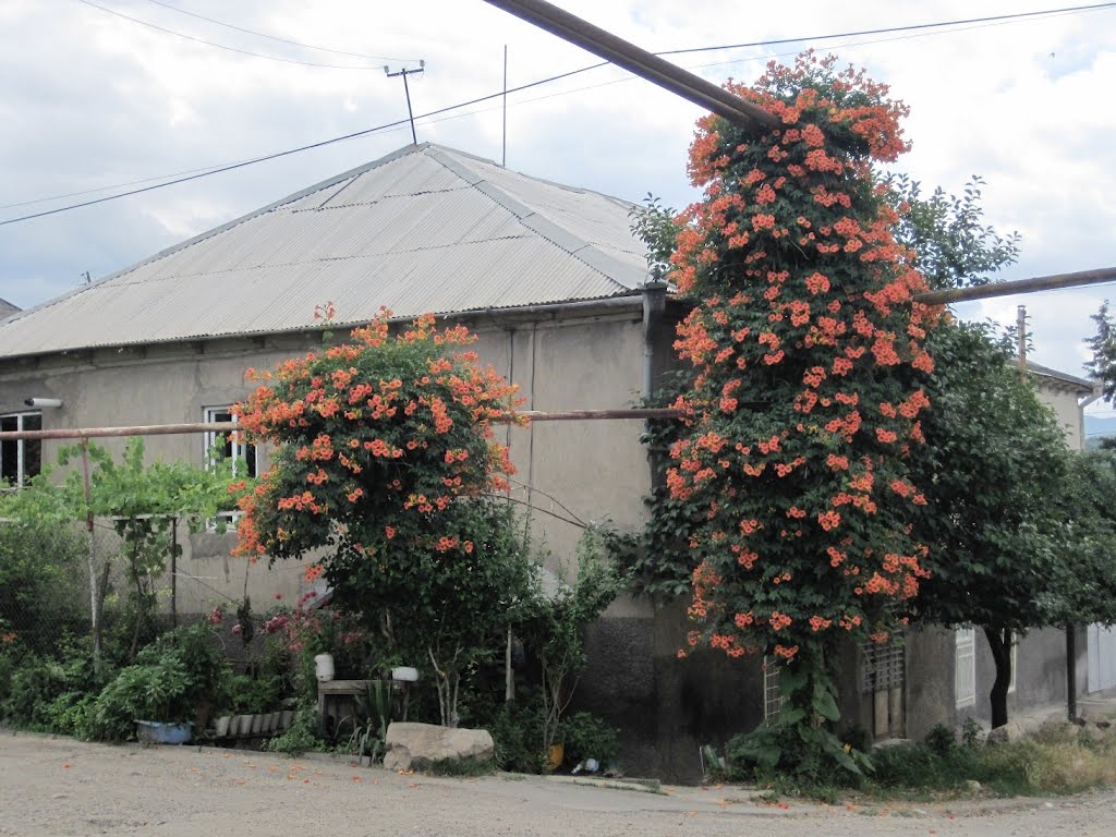 Bolnisi