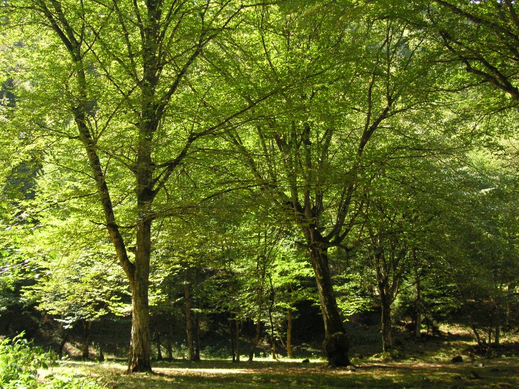 Borjomi