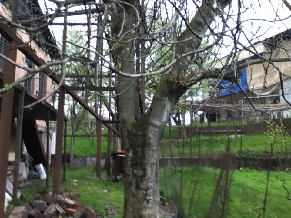 saxli
