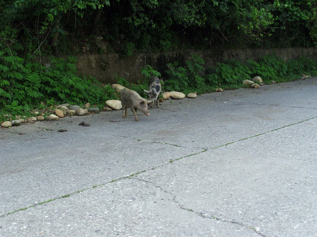 Beware of (almost)wild pigs