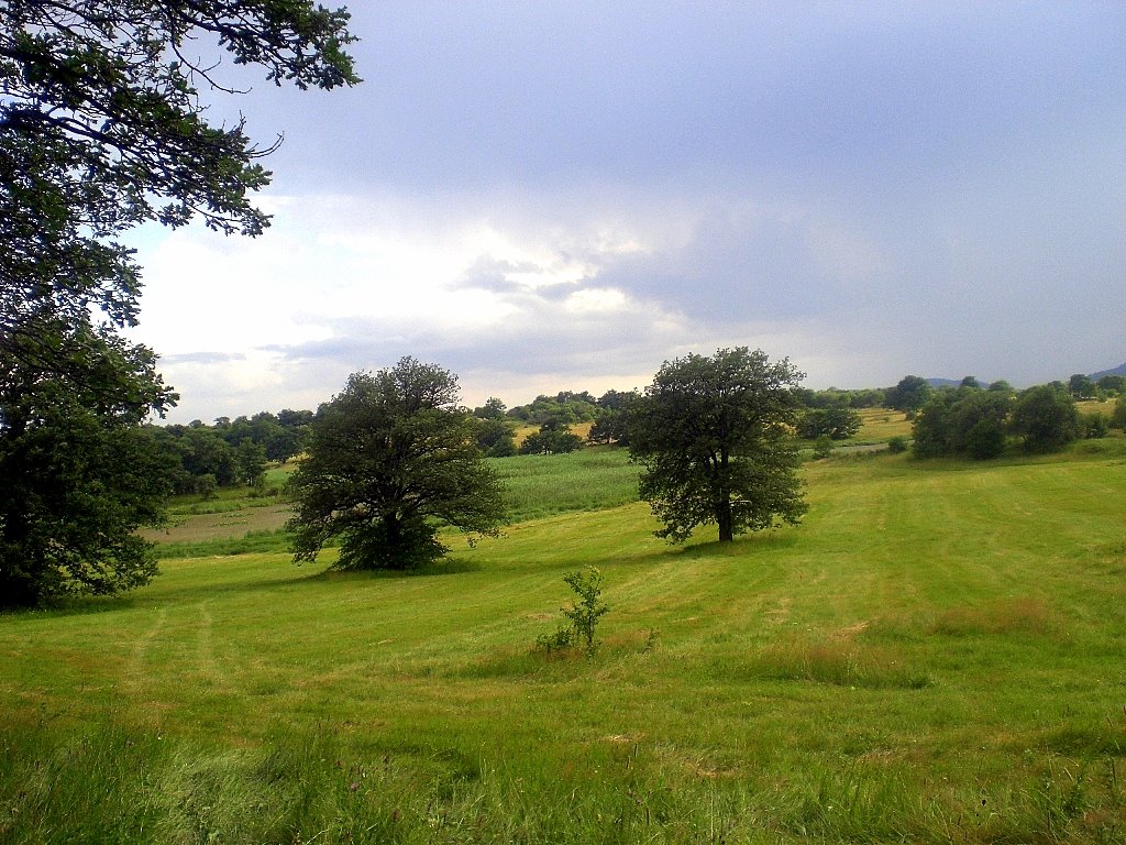 pastures