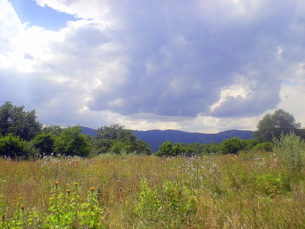 alpen pastures