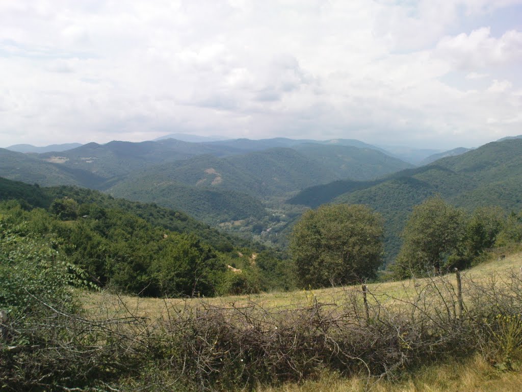 Borcali