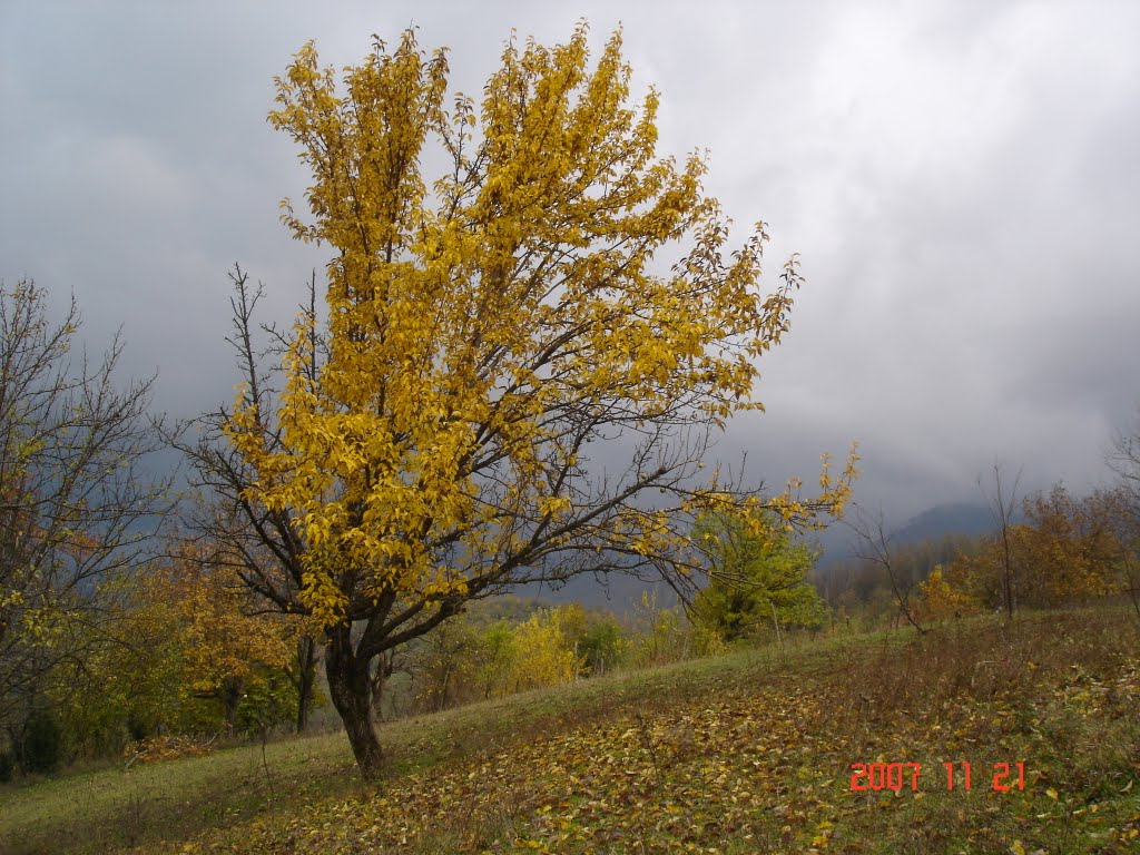 sviri