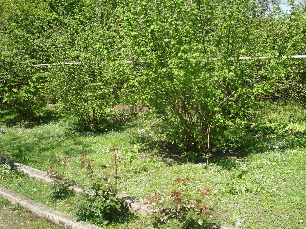 Hazelnut tree (ციალას თხილი)