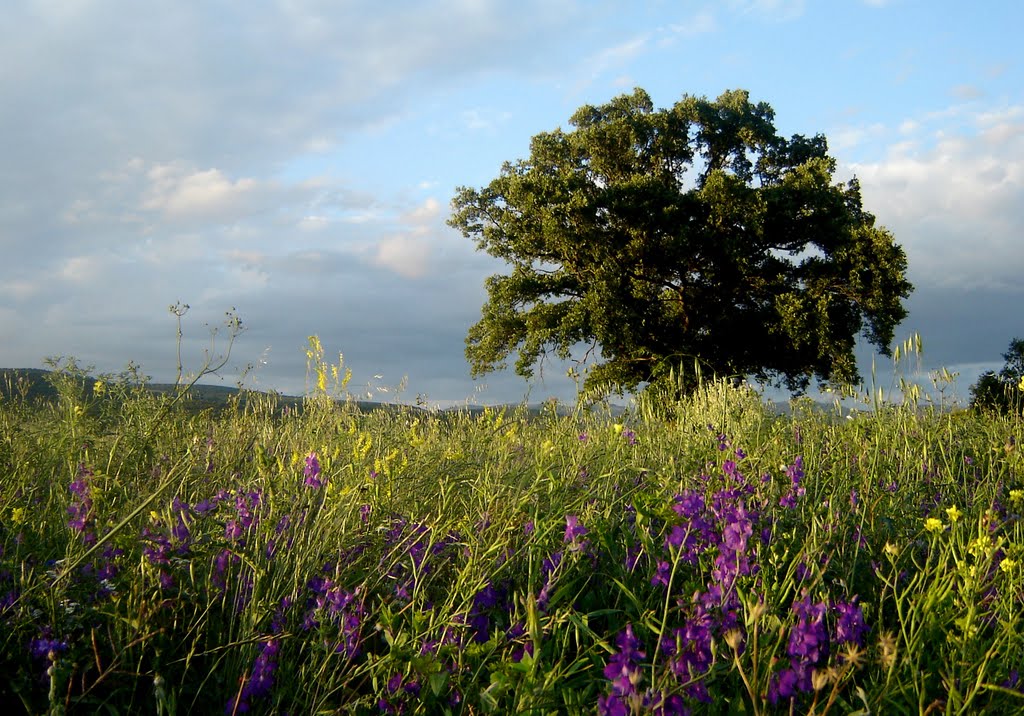 Georgia. Valley in Shida Kartli