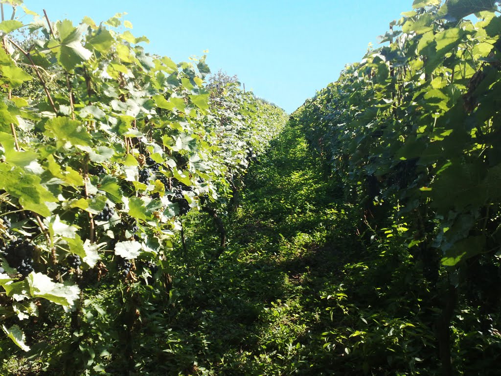 ყურძენი Vineyard viña виноградник