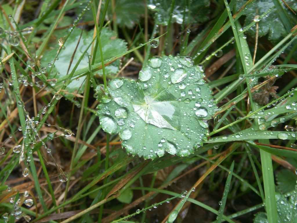 Rain,Kojori