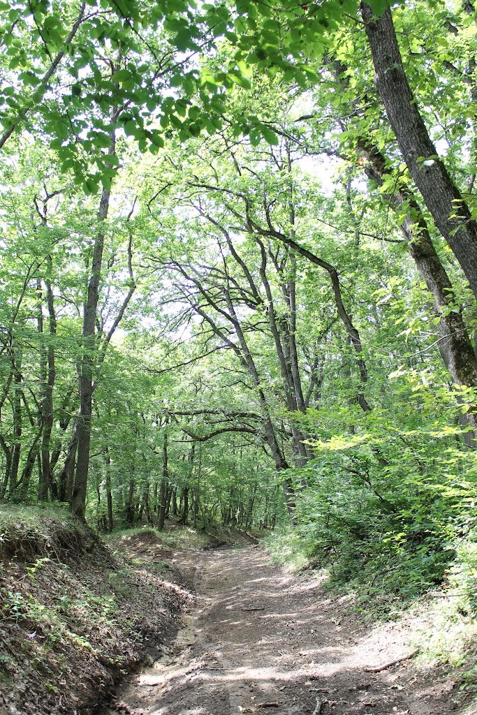 kojori