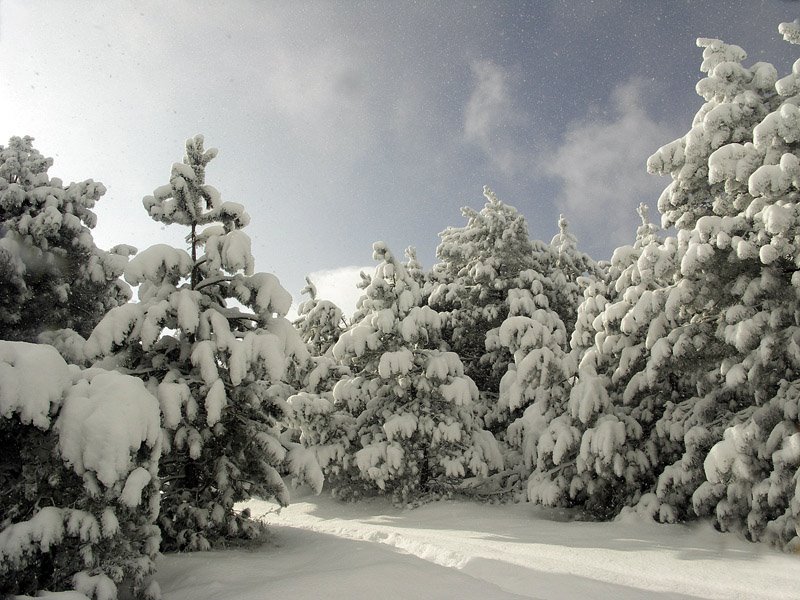 Udzo forest in winter