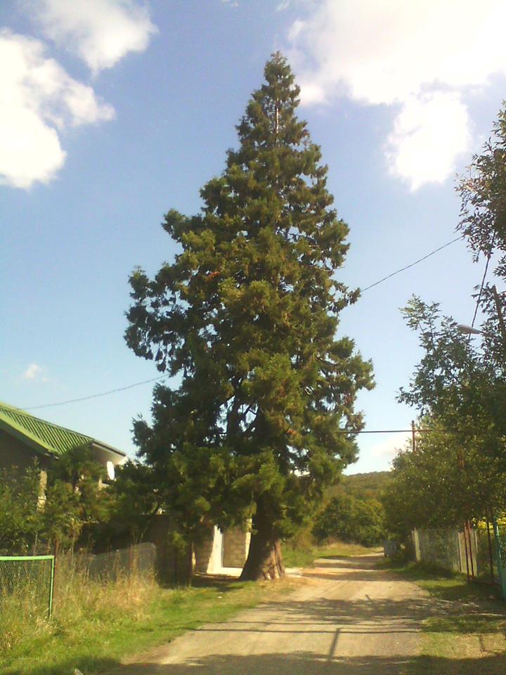 Sekoia- Kojorshi