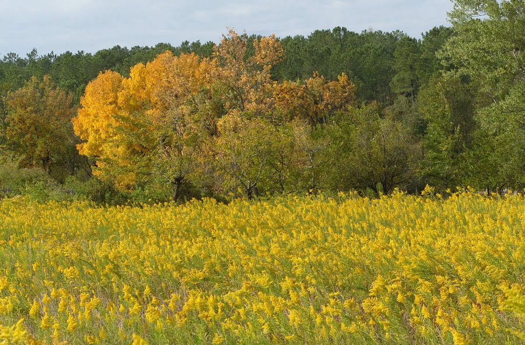 Kutaisi. Yellow landscape.