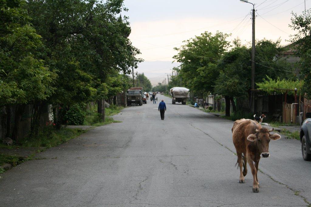 A cow in Lagodekhi