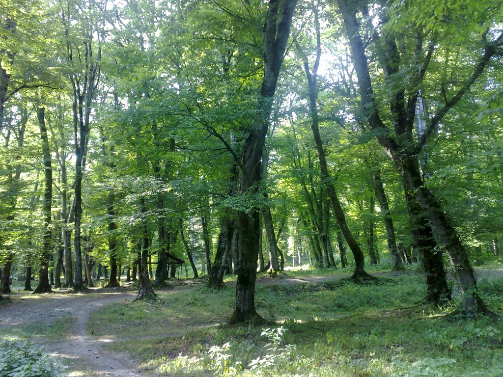 Lagodekhis nakrZali-1