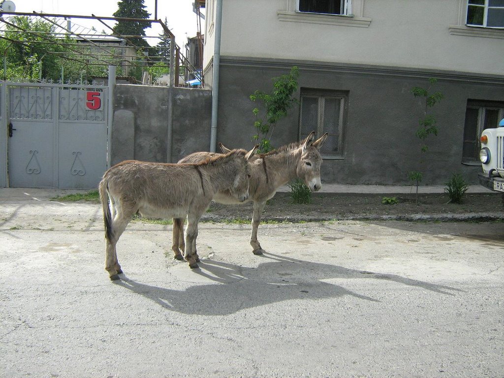 Transtort