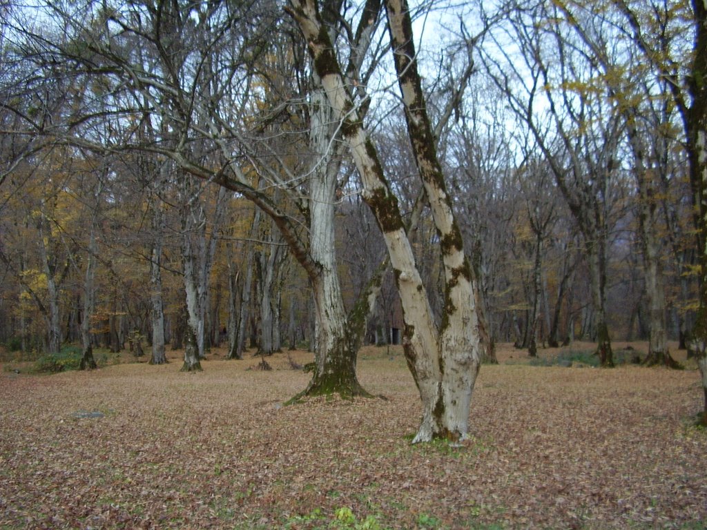 ლაგოდეხი/Lagodekhi. Kakheti region, Georgia