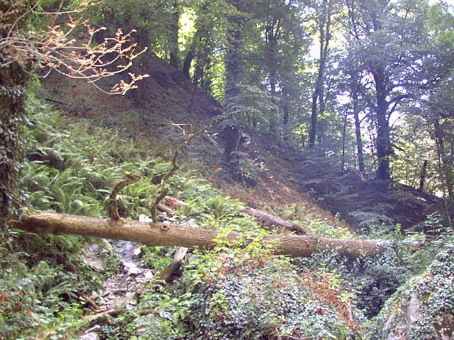 Lagodekhi reserve