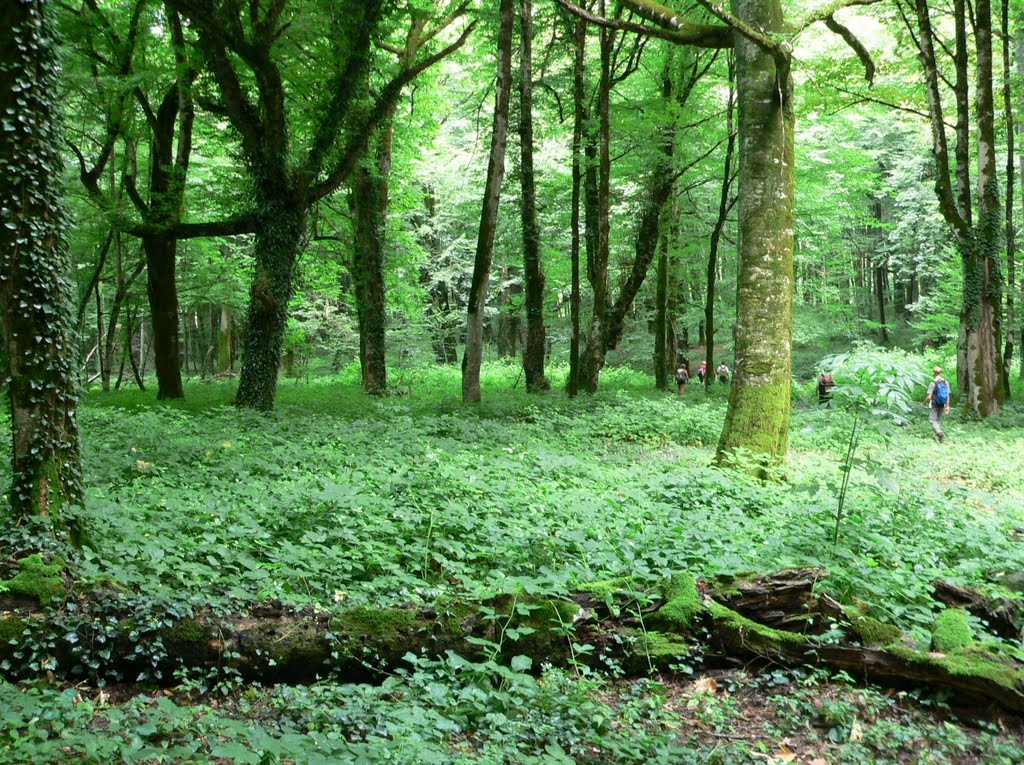 Lagodekhi NP,  almost natural forest