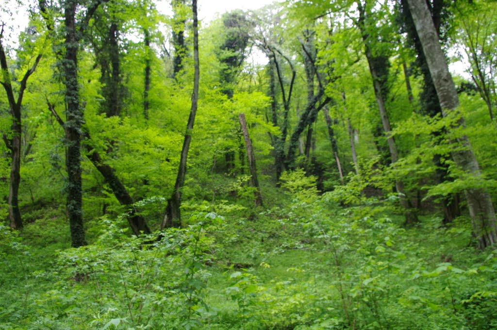 Langodekhi National Park
