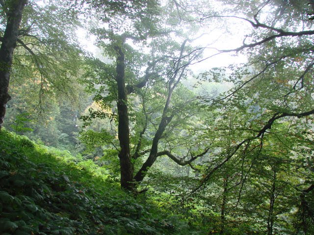ლაგოდეხის სახელმწიფო ნაკრძალი.Georgia.Lagodekhi Nature Reserve