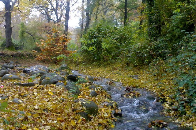 ლაგოდეხის სახელმწიფო ნაკრძალი.Georgia.Lagodekhi Nature Reserve