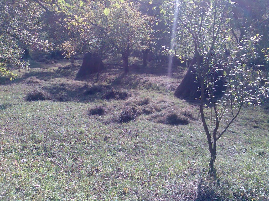 melura