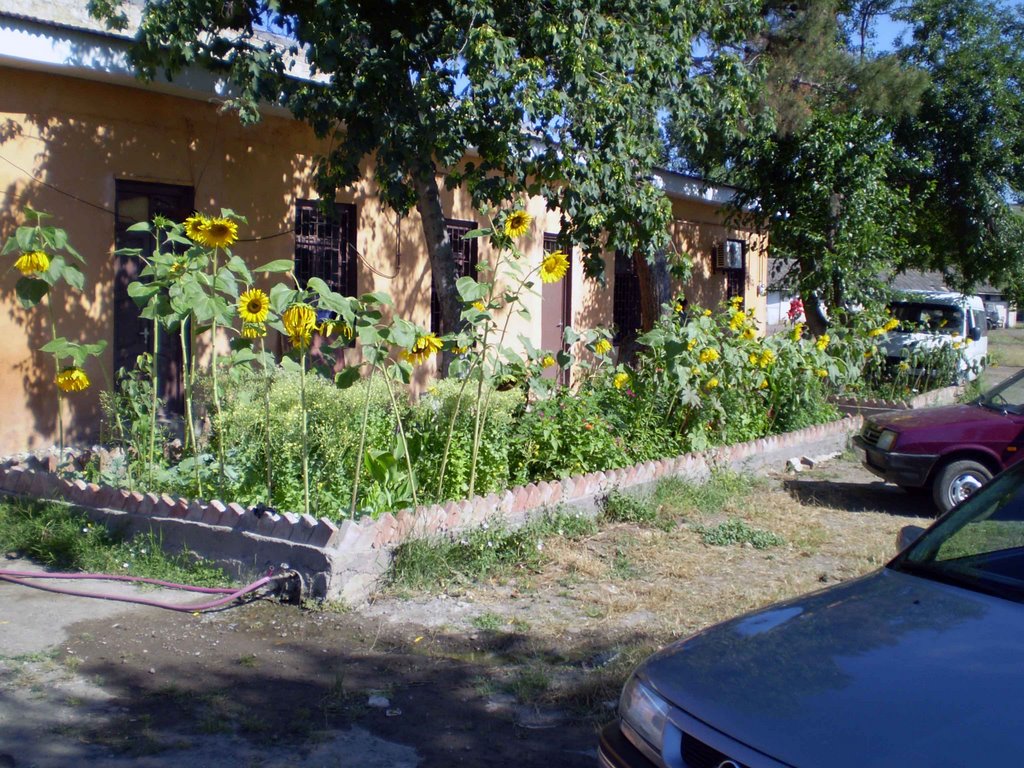 marneuli /celxosnak