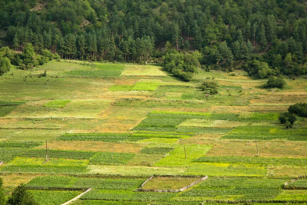 Vegetable gardens in Mestia, Svaneti, Georgia