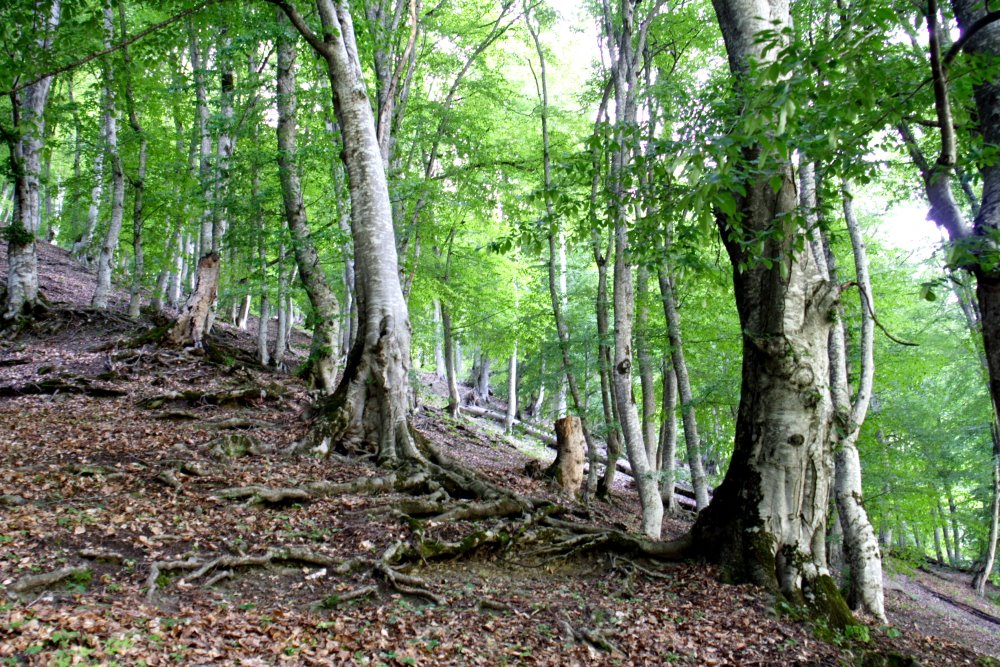 Forest