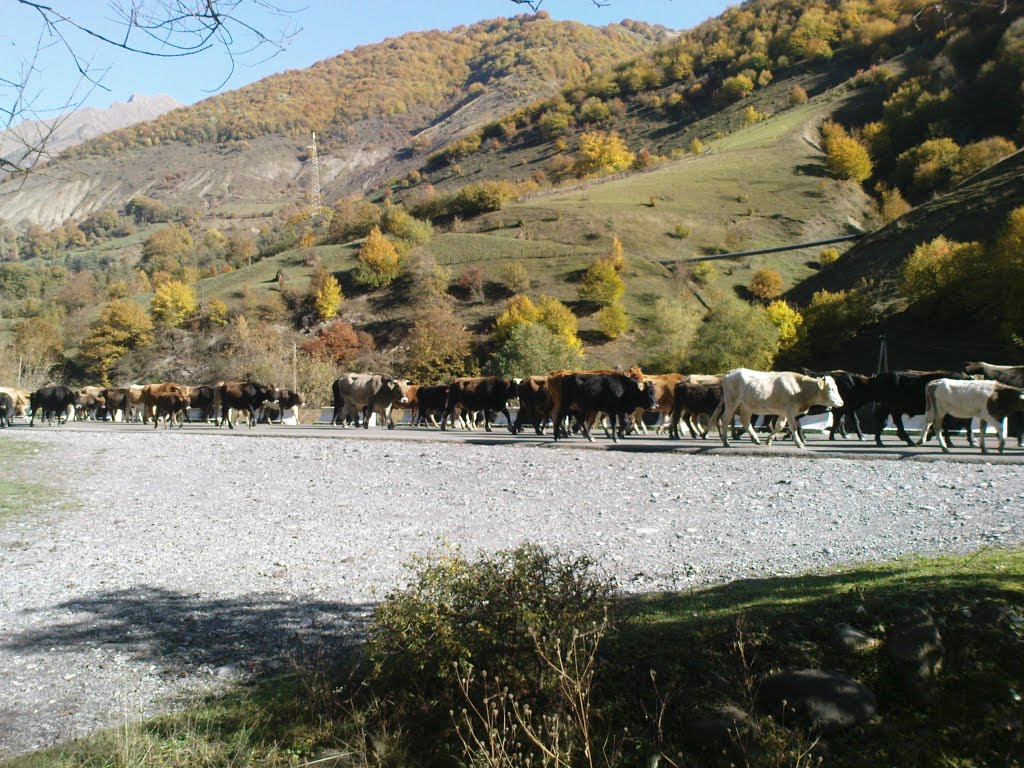 ქორბუდას წინ