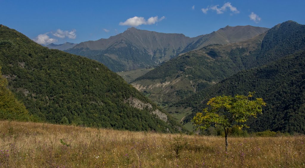 Meadow View
