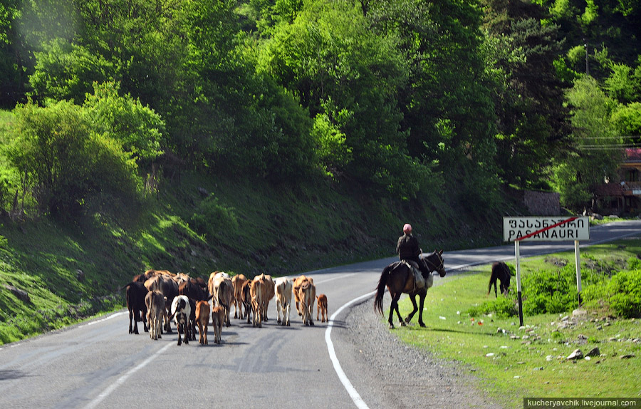 Livestock Crossing Georgian Military Highway