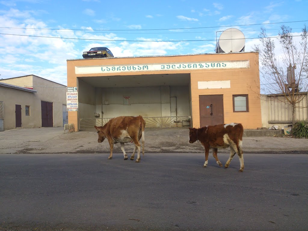 Car with German registration number GNM 835 on the roof  and the cows on the street