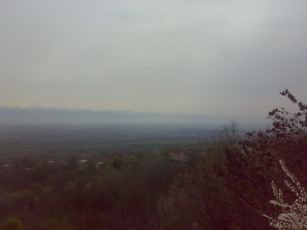 ALAZAN VALLEY NiYAZ FROM BAKU
