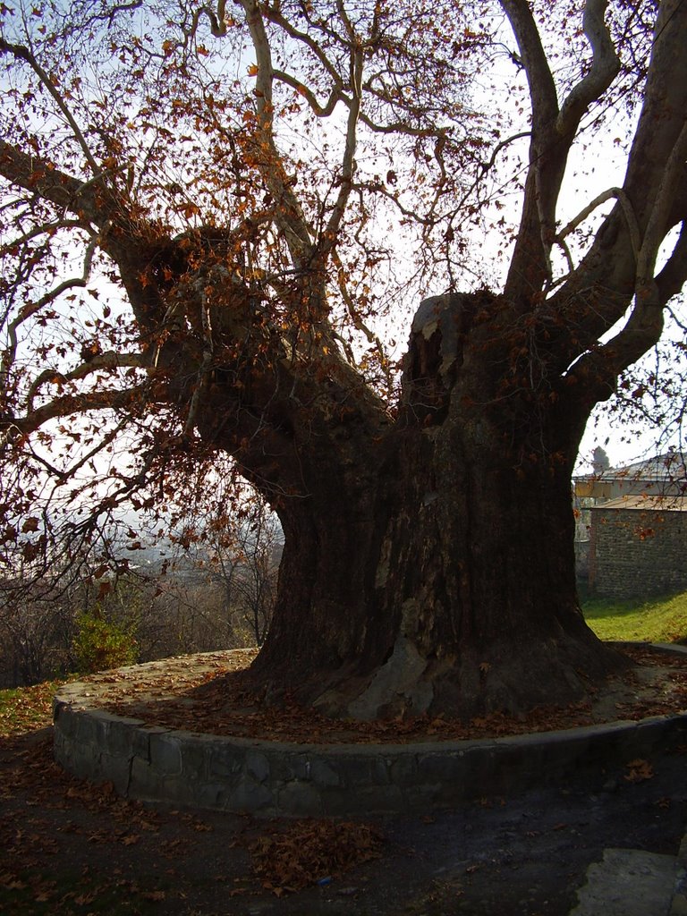 თელავი/Telavi. Kakheti region, Georgia