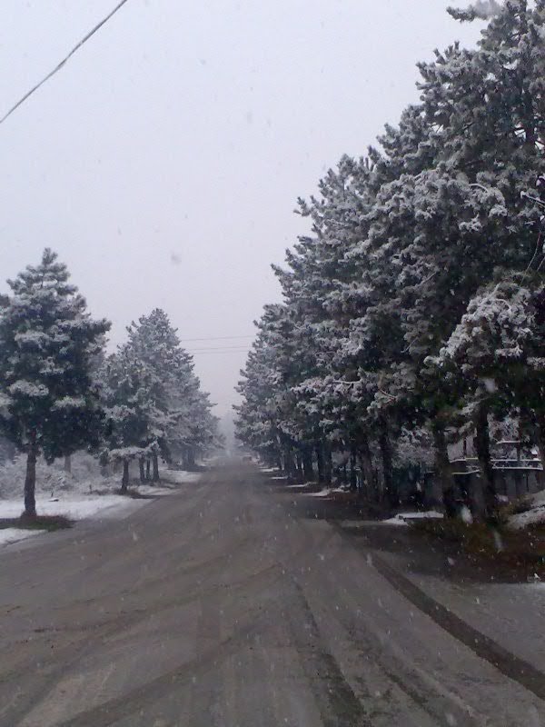 zamtari telavshi