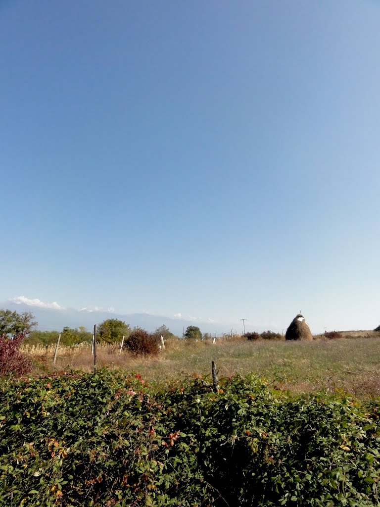 Near Telavi