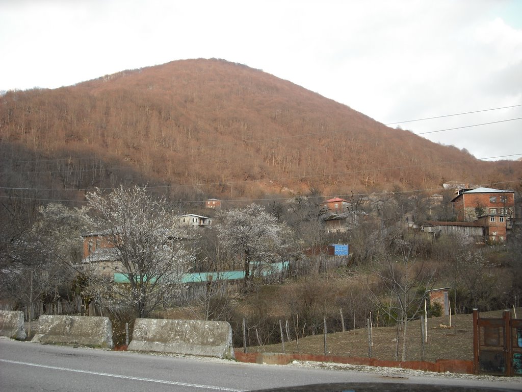 Terjola
