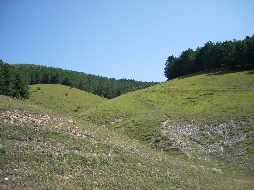 Tetri tskaro