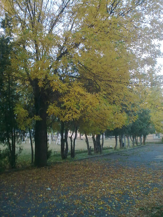 shkola