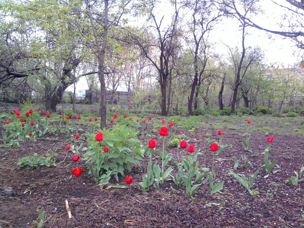 Tulips in Tskhramukha