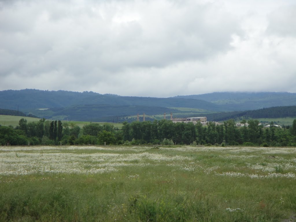 Field of Ox Eye Daisies